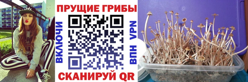наркотики  Городец  Псилоцибиновые грибы прущие грибы 